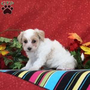 Skylark, Maltipoo Puppy